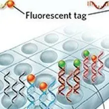 Microarrays | The Scientist