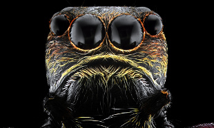 How Jumping Spiders See in Color, Smart News