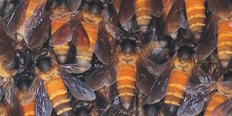 The Evolution of Social Bees | The Scientist Magazine®