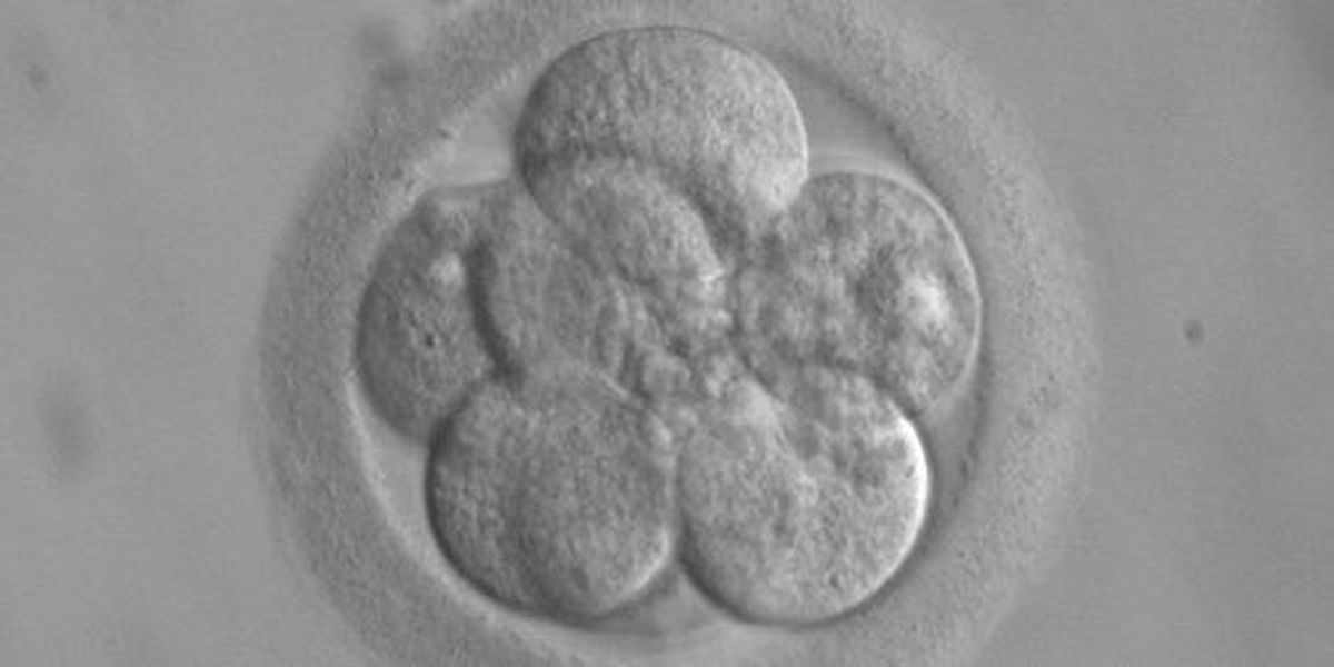 researchers-edit-early-embryos