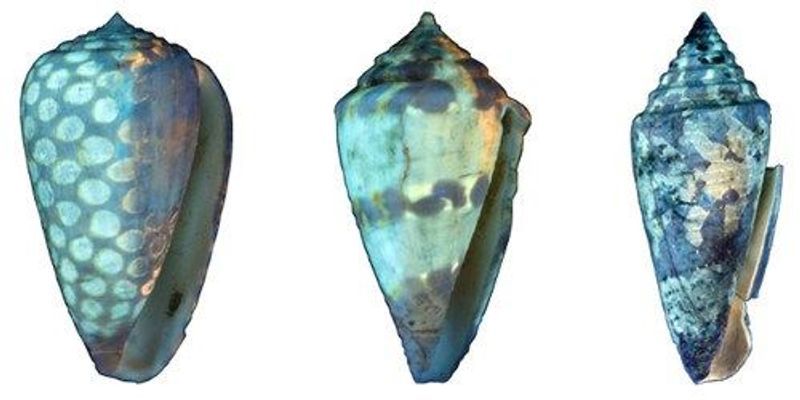 Image of the Day: Seashell Secrets | The Scientist