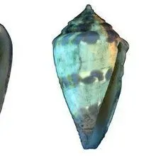 Image of the Day: Seashell Secrets | The Scientist