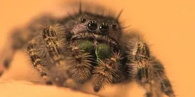 Spider View Strnth A Spider's Eye View | The Scientist