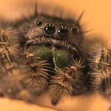 Spider View Strnth A Spider's Eye View | The Scientist