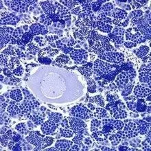Image of the Day: Intersex Fish | The Scientist