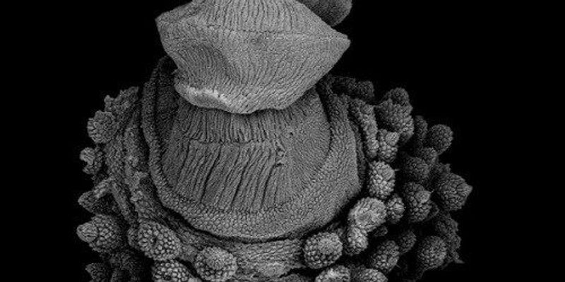 Image of the Day: Slimy Worm | The Scientist Magazine®