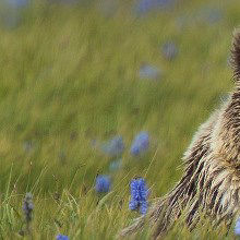 “Yeti” Just a Himalayan Bear? “Yeti” Just a Himalayan Bear?