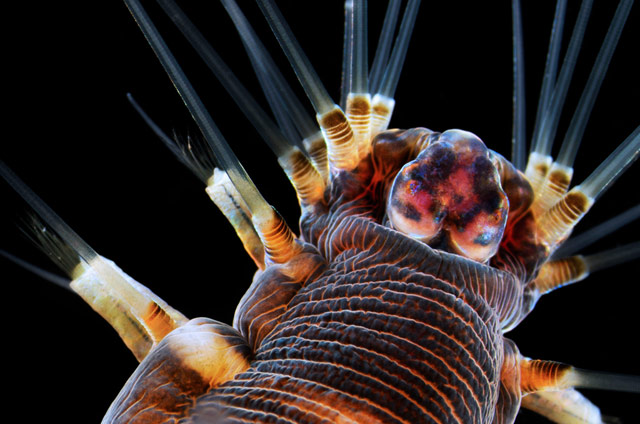 Image Of The Day Marine Worm The Scientist Magazine