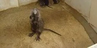 Taming Bushmeat | The Scientist