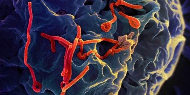 The Year in Pathogens