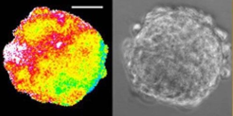 Reprogramming Redux | The Scientist