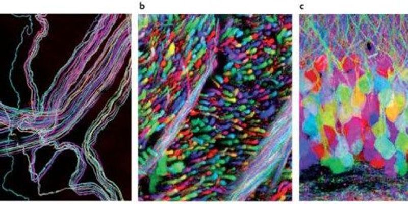 Brainbow Mice | The Scientist