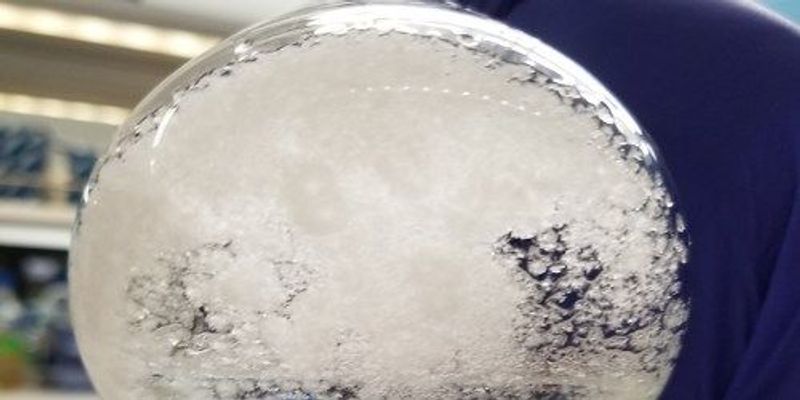 How Bacteria Eat Penicillin The Scientist Magazine 