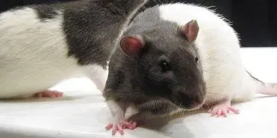 To Kill a Lab Rat | The Scientist