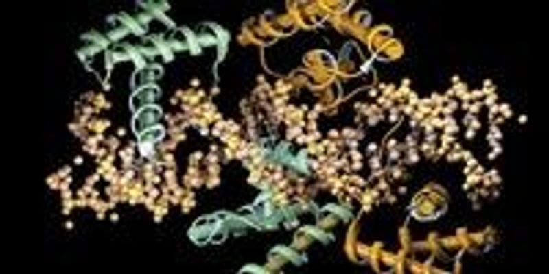 How Enhancers Work Enhanced Enhancers | The Scientist