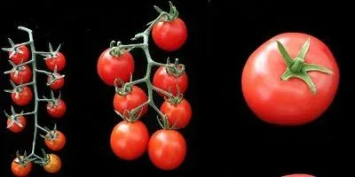 360-Degree View of the Tomato | The Scientist