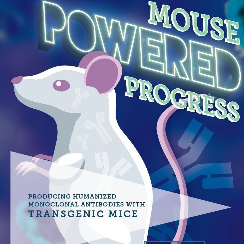 Producing Humanized Monoclonal Antibodies With Transgenic Mice The