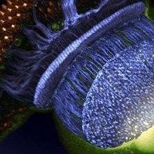Image of the Day: Emerging Eye Image of the Day: Emerging Eye