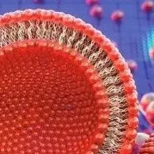 Image of the Day: Adhesion in Action | The Scientist