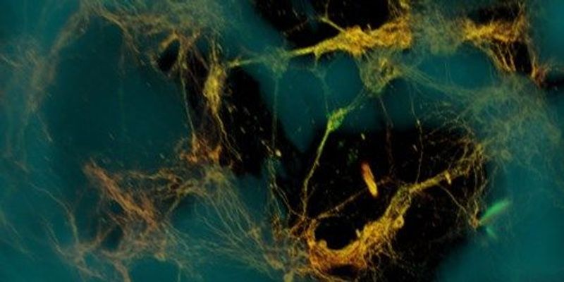 Image of the Day: Mimetic Matrix | The Scientist