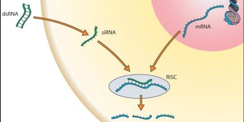 FDA OKs siRNA Ebola Drug | The Scientist