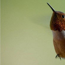 Bye Bye, Birdies? Bye Bye, Birdies?