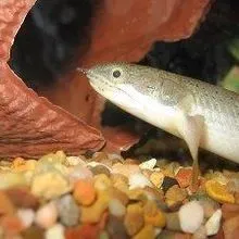Walking Fish Model Evolution | The Scientist