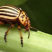 Insect Boom Image of the Day: Beetle Boom | The Scientist