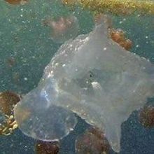 Killer Jelly Found in Australian Waters