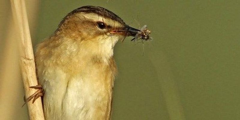 Insecticides Harm Birds Indirectly | The Scientist