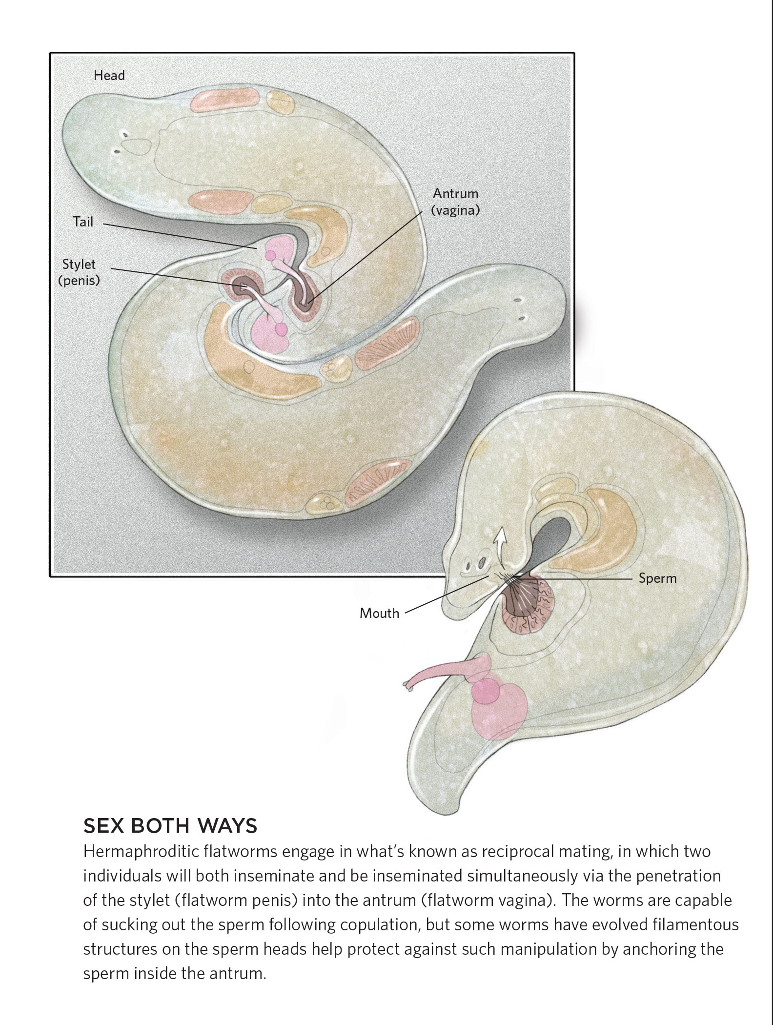 Having Sex Vagina Cock