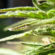 Medical Marijuana: Where’s the Data? Medical Marijuana: Where’s the Data?