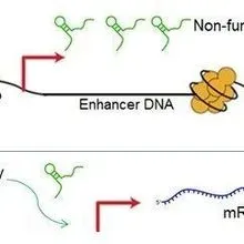 Exploring the Roles of Enhancer RNAs | The Scientist
