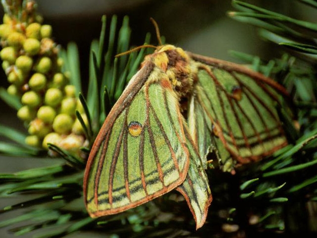 Image of the Day Spring Stirrings The Scientist Magazine