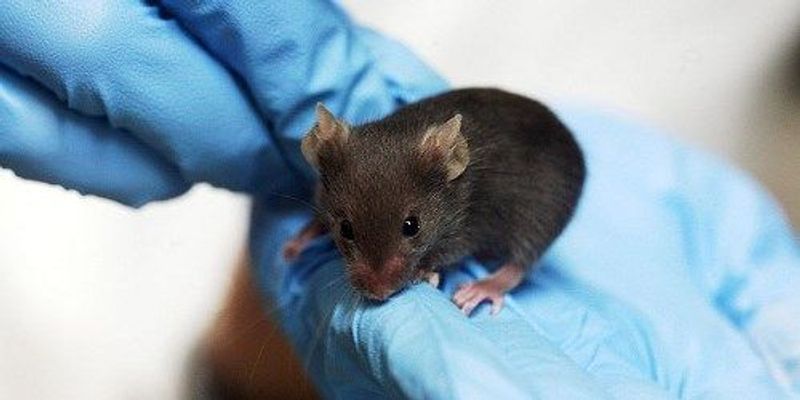 men-trigger-mouse-stress-the-scientist-magazine