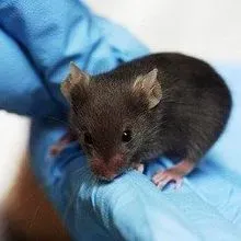 Scientific Method | The Scientist