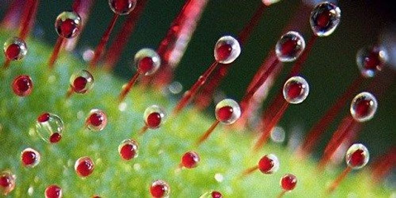 Sticky Inage Image of the Day: Sticky Situation | The Scientist