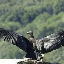 Evolutionarily Distinct Birds Ranked | The Scientist
