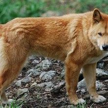 New ID for Dingoes  The Scientist Magazine®