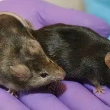 Stap Confusion Abounds The Scientist