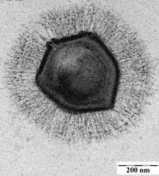 Ancient Giant Virus Discovered | The Scientist Magazine®