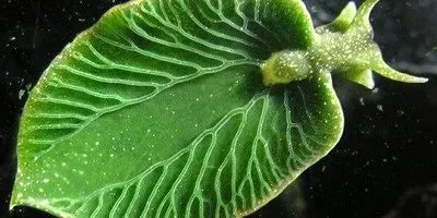 Image of the Day: Leafy Slug | The Scientist