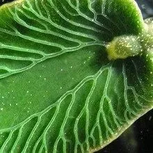Image of the Day: Leafy Slug | The Scientist