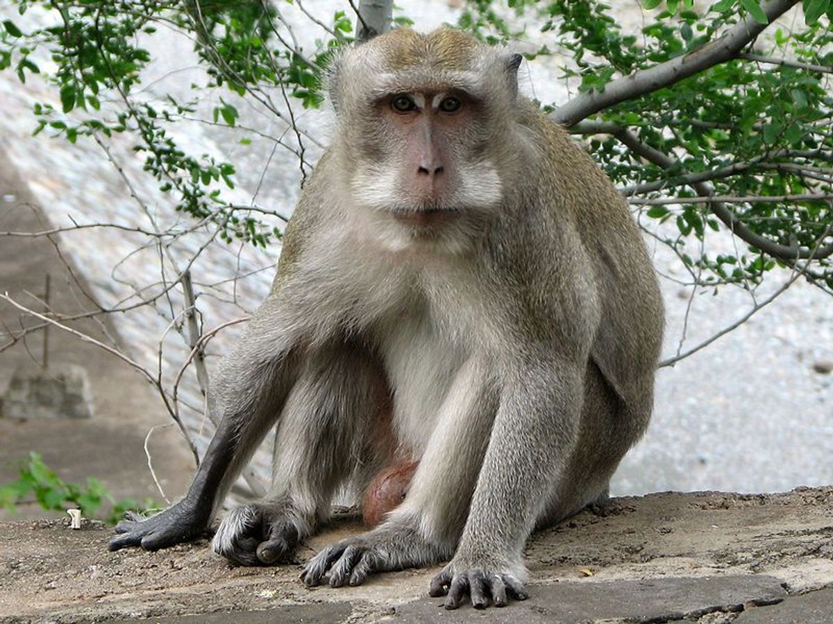 More Monkeys With Edited Genomes | The Scientist