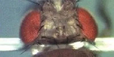 Fly on a String | The Scientist