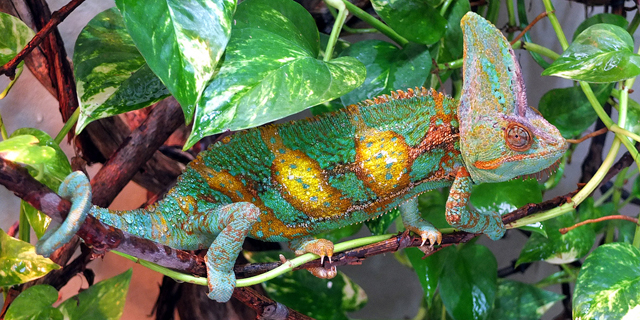 veiled chameleon color chart