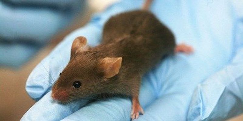 Opinion: Of Mice and Men | The Scientist