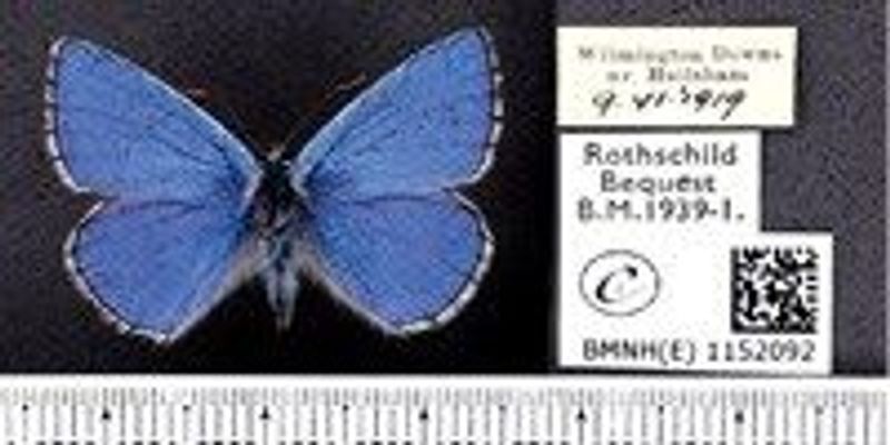 Большая ордынка храм москва храм. Ул. Голубая ордынка размер. Бабочка алтайская голубая ордынка размер. Большая ордынка 69.