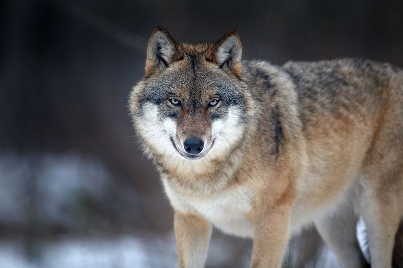 Origin Of Domestic Dogs The Scientist Magazine - 