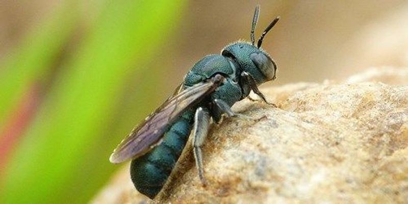 Ancient Bee Die Out | The Scientist